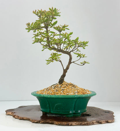 Satsuki Azalea Bonsai Tree – 32cm in Yixing Pot