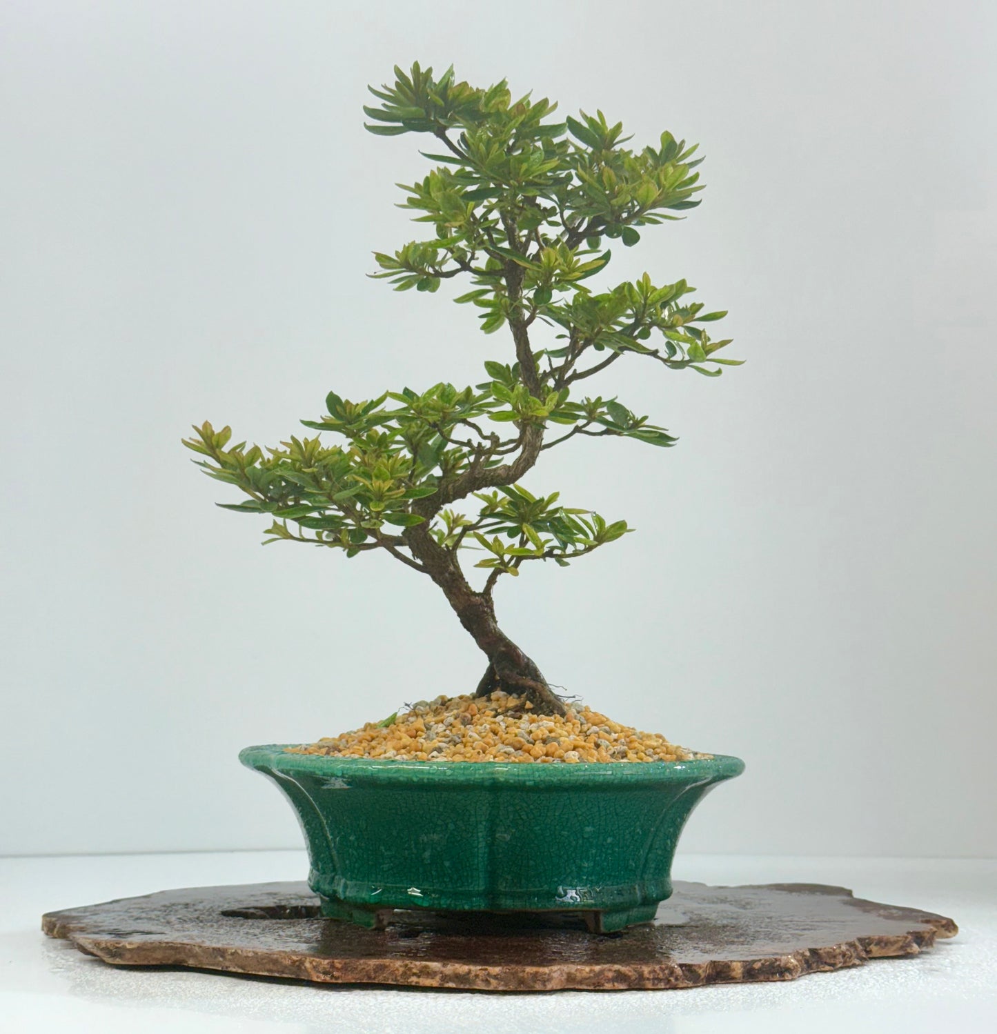 Satsuki Azalea Bonsai Tree – 34cm in Yixing Pot