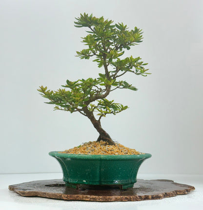 Satsuki Azalea Bonsai Tree – 34cm in Yixing Pot
