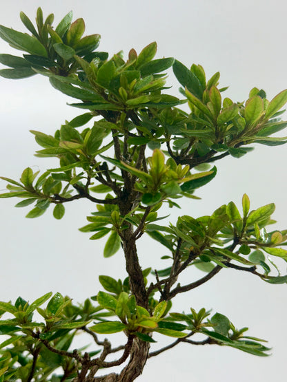 Satsuki Azalea Bonsai Tree – 34cm in Yixing Pot