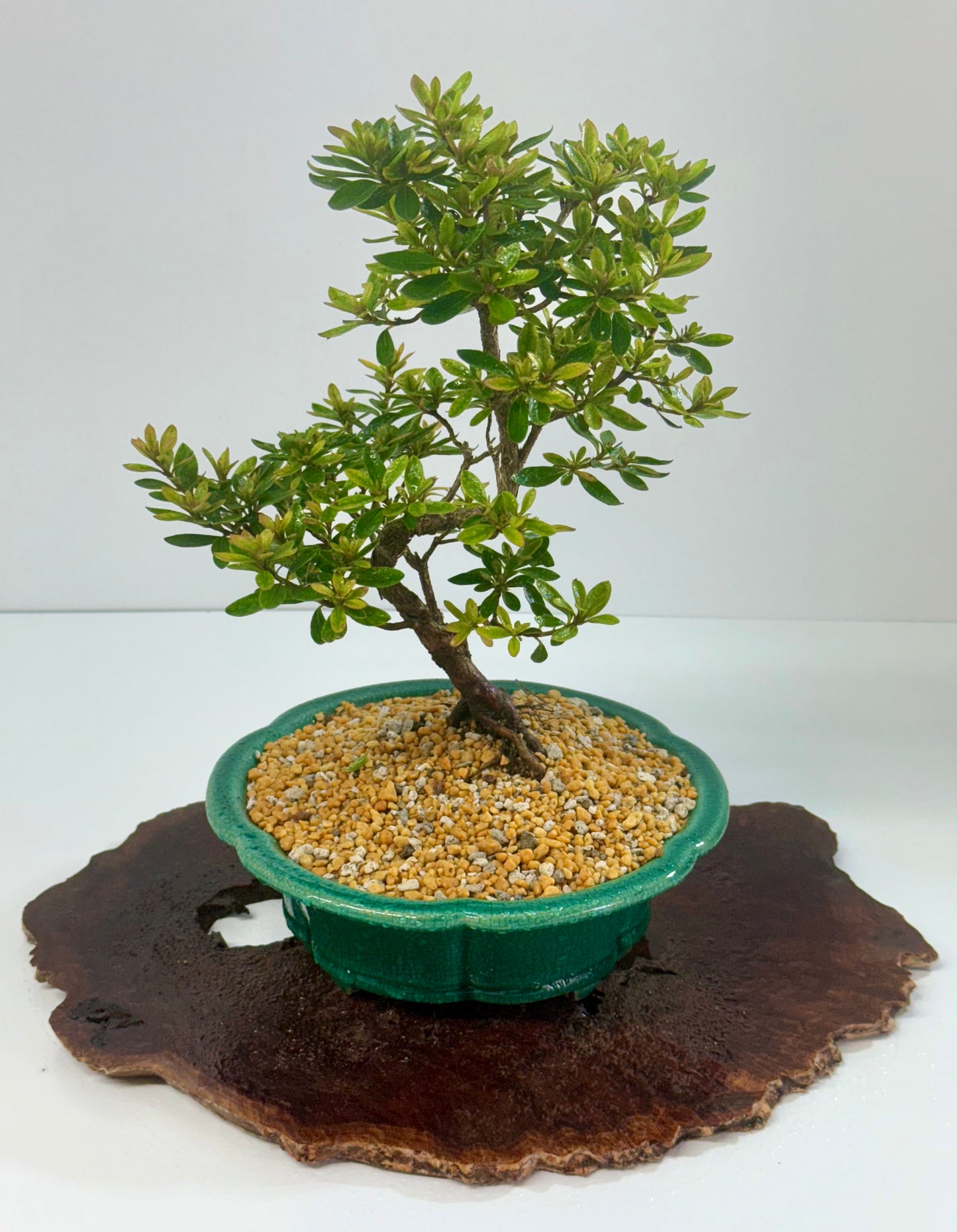 Satsuki Azalea Bonsai Tree – 34cm in Yixing Pot