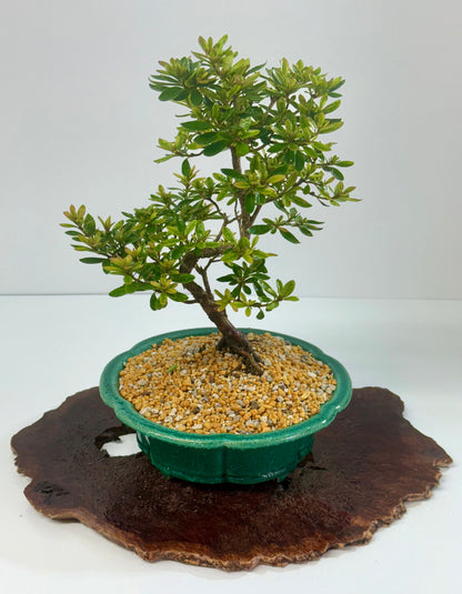 Satsuki Azalea Bonsai Tree – 34cm in Yixing Pot