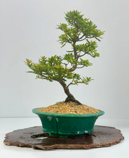 Satsuki Azalea Bonsai Tree – 34cm in Yixing Pot