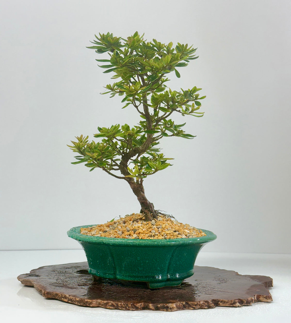 Satsuki Azalea Bonsai Tree – 34cm in Yixing Pot