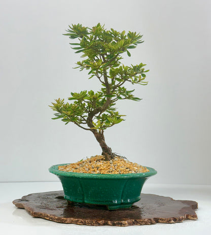 Satsuki Azalea Bonsai Tree – 34cm in Yixing Pot