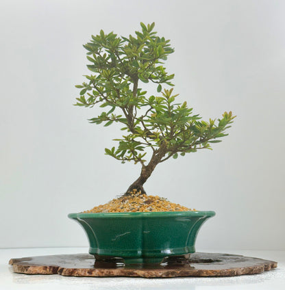 Satsuki Azalea Bonsai Tree – 34cm in Yixing Pot