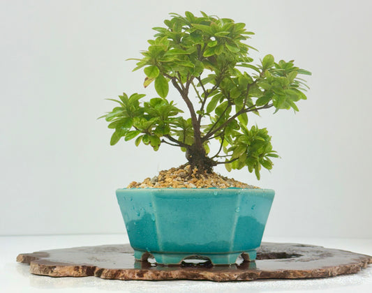Satsuki Azalea Bonsai Tree – 24cm in Yixing Pot