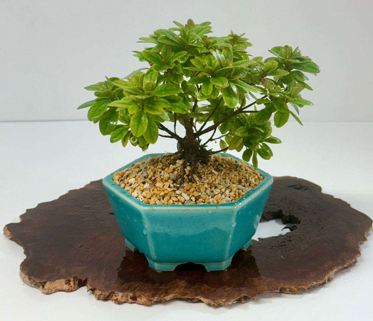 Satsuki Azalea Bonsai Tree – 24cm in Yixing Pot