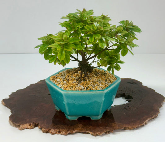 Satsuki Azalea Bonsai Tree – 24cm in Yixing Pot