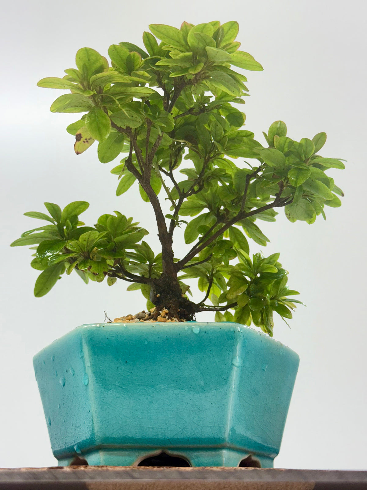 Satsuki Azalea Bonsai Tree – 24cm in Yixing Pot