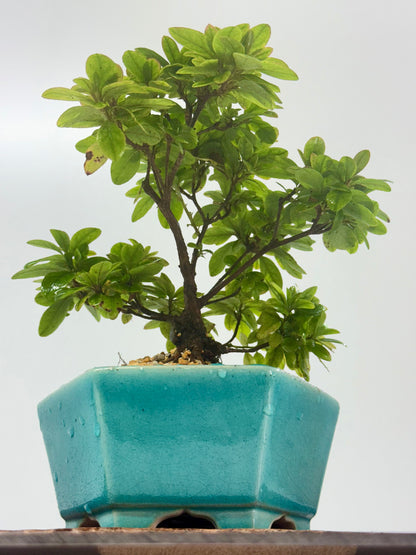 Satsuki Azalea Bonsai Tree – 24cm in Yixing Pot