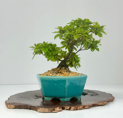 Satsuki Azalea Bonsai Tree – 24cm in Yixing Pot