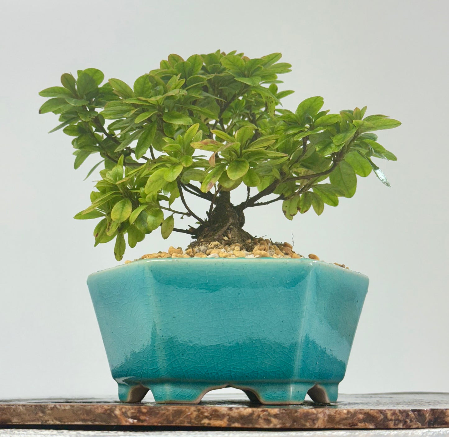 Satsuki Azalea Bonsai Tree – 24cm in Yixing Pot