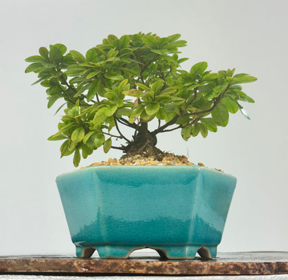 Satsuki Azalea Bonsai Tree – 24cm in Yixing Pot