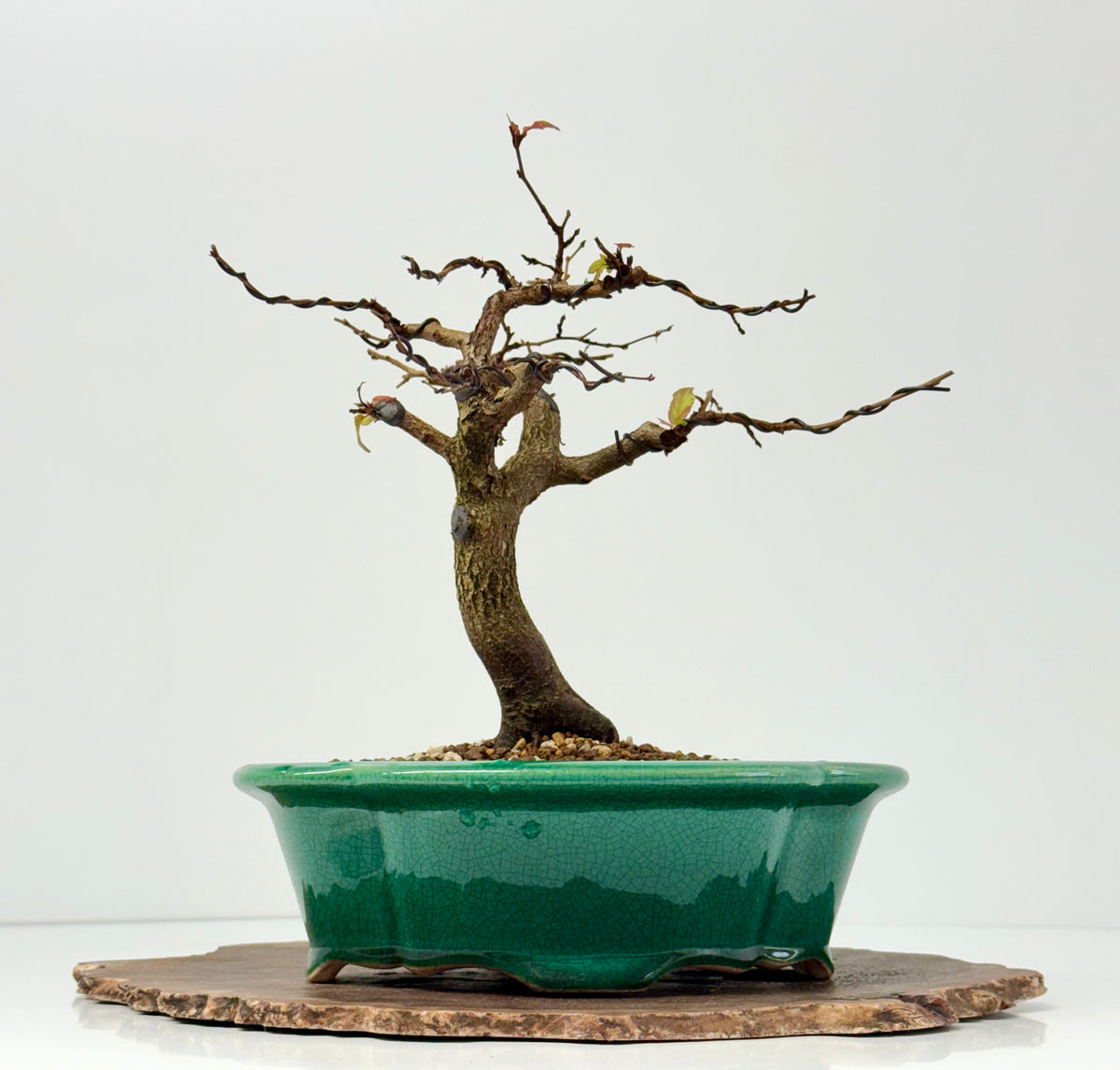 Korean Hornbeam Bonsai Tree - Chinese Yixing Pot - 31 cm