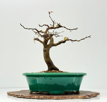 Korean Hornbeam Bonsai Tree - Chinese Yixing Pot - 31 cm