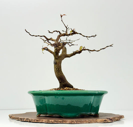 Korean Hornbeam Bonsai Tree - Chinese Yixing Pot - 31 cm