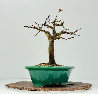 Korean Hornbeam Bonsai Tree - Chinese Yixing Pot - 31 cm