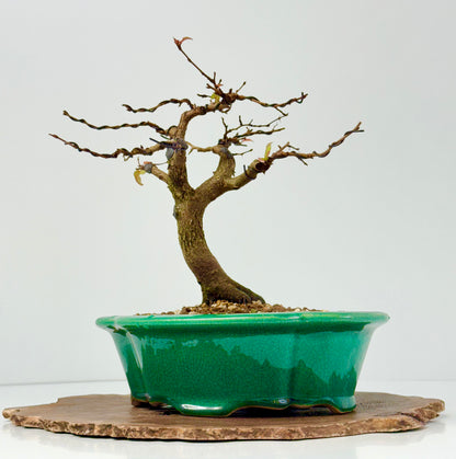 Korean Hornbeam Bonsai Tree - Chinese Yixing Pot - 31 cm