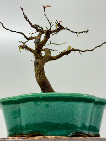 Korean Hornbeam Bonsai Tree - Chinese Yixing Pot - 31 cm