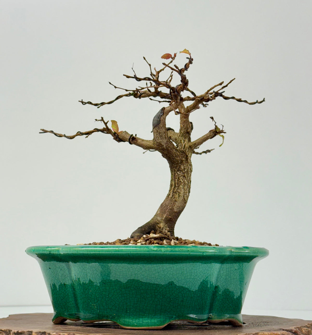 Korean Hornbeam Bonsai Tree - Chinese Yixing Pot - 31 cm