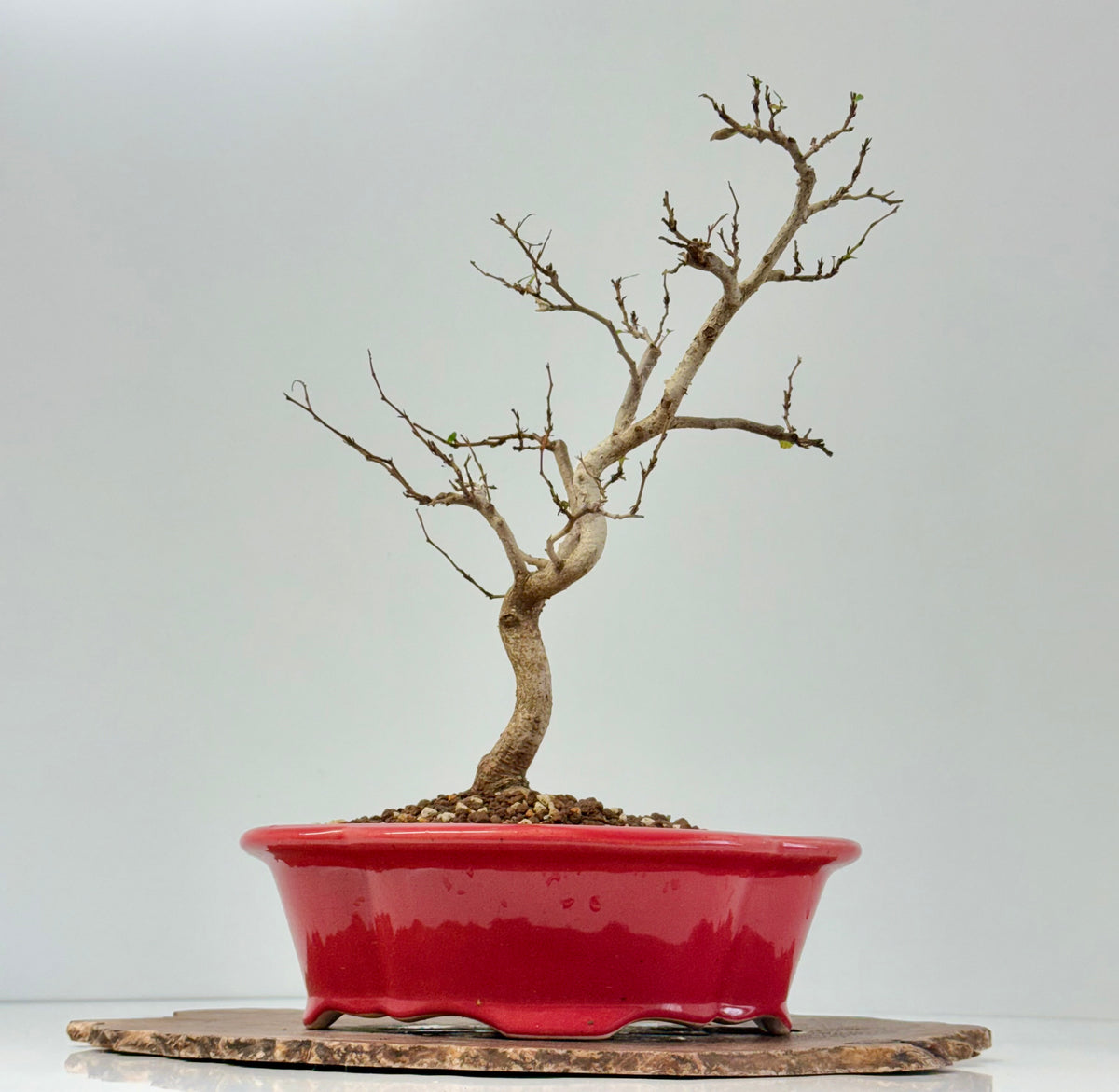 Korean Hornbeam Bonsai Tree - Chinese Yixing Pot - 36 cm