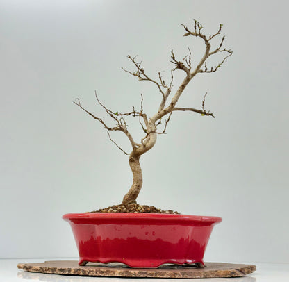 Korean Hornbeam Bonsai Tree - Chinese Yixing Pot - 36 cm