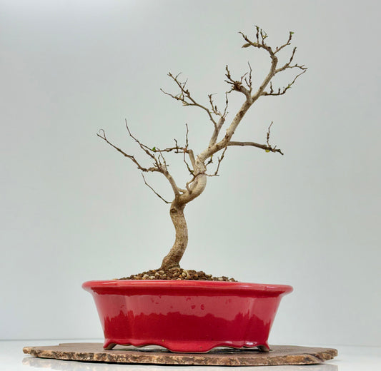 Korean Hornbeam Bonsai Tree - Chinese Yixing Pot - 36 cm