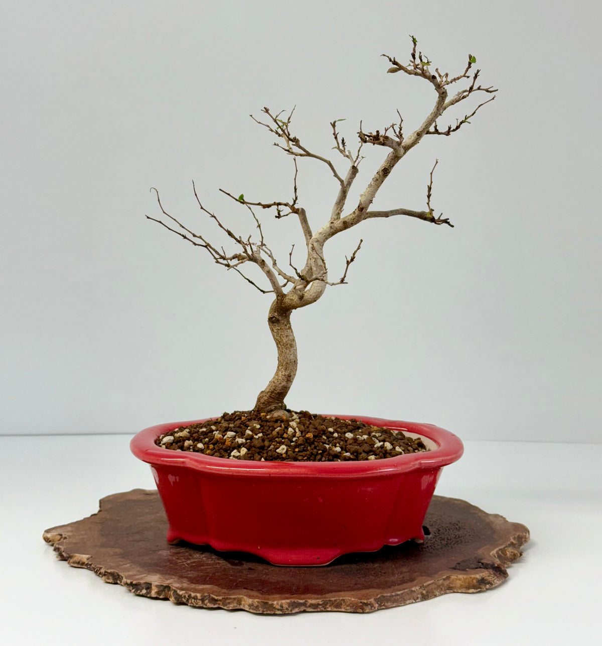 Korean Hornbeam Bonsai Tree - Chinese Yixing Pot - 36 cm