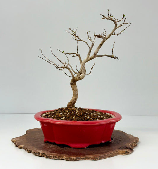 Korean Hornbeam Bonsai Tree - Chinese Yixing Pot - 36 cm