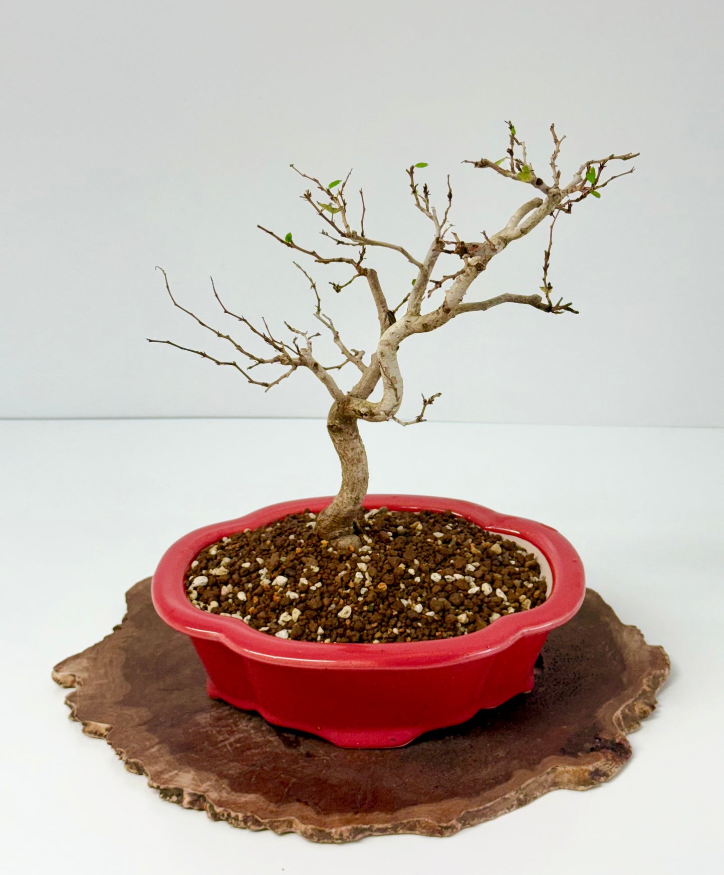 Korean Hornbeam Bonsai Tree - Chinese Yixing Pot - 36 cm