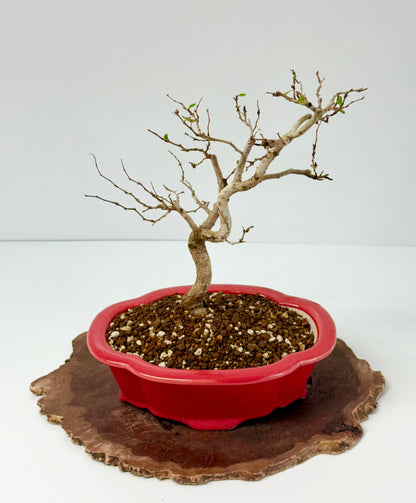 Korean Hornbeam Bonsai Tree - Chinese Yixing Pot - 36 cm