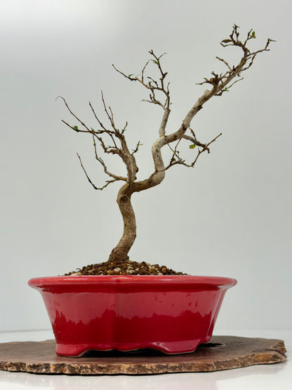 Korean Hornbeam Bonsai Tree - Chinese Yixing Pot - 36 cm
