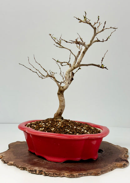 Korean Hornbeam Bonsai Tree - Chinese Yixing Pot - 36 cm