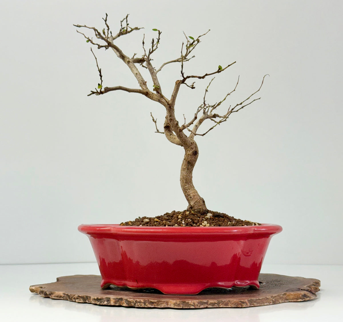 Korean Hornbeam Bonsai Tree - Chinese Yixing Pot - 36 cm