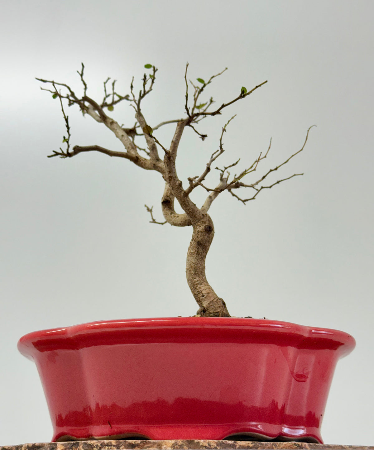 Korean Hornbeam Bonsai Tree - Chinese Yixing Pot - 36 cm