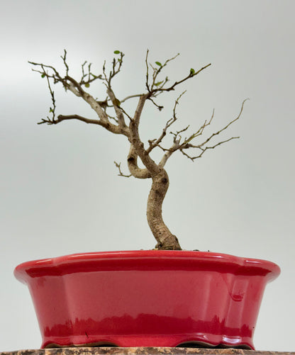 Korean Hornbeam Bonsai Tree - Chinese Yixing Pot - 36 cm