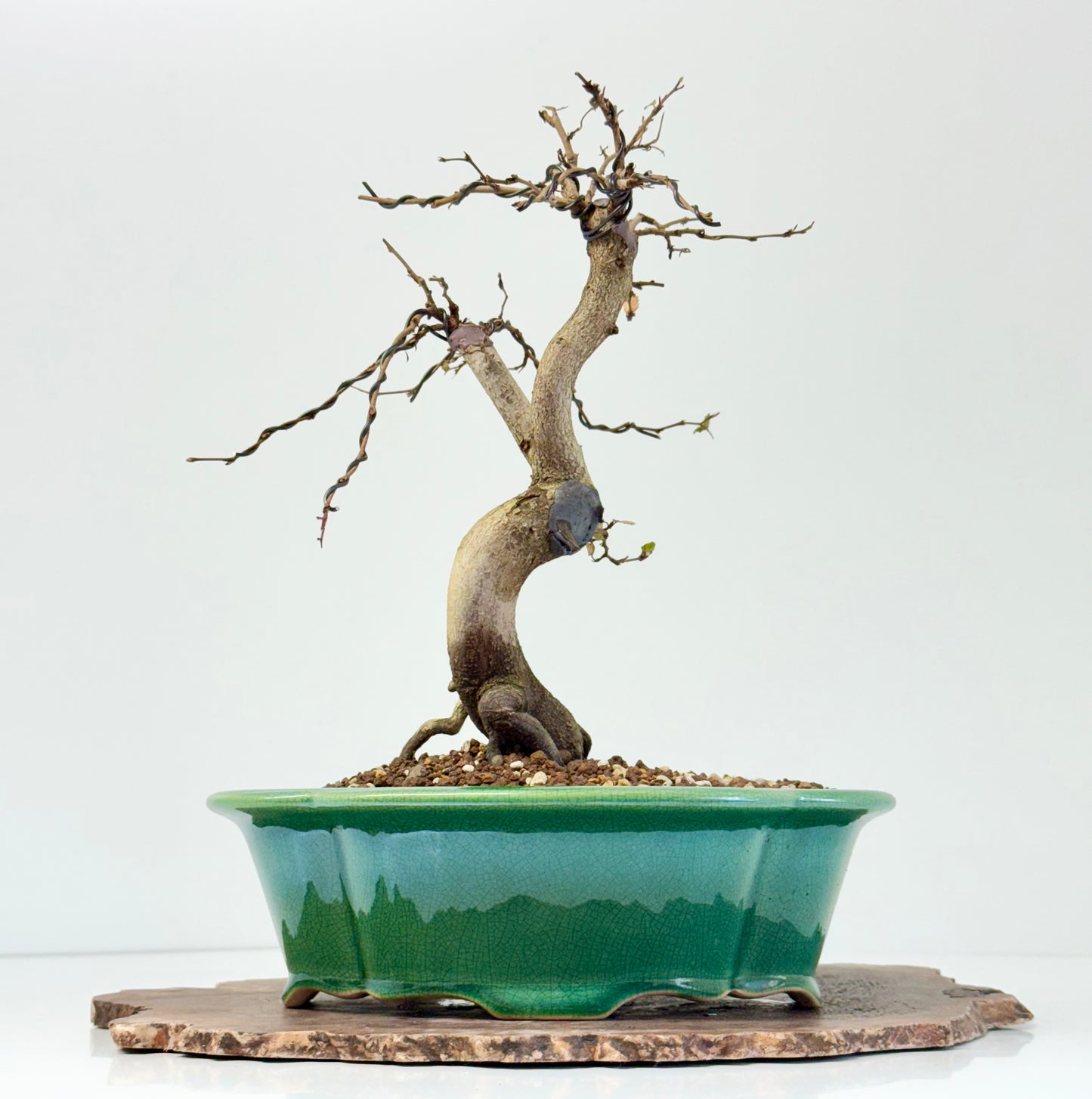 Korean Hornbeam Bonsai Tree - Chinese Yixing Pot - 32 cm