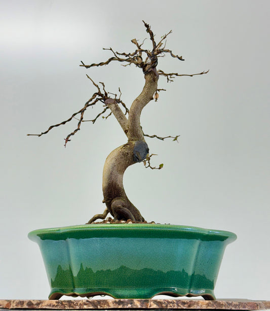 Korean Hornbeam Bonsai Tree - Chinese Yixing Pot - 32 cm