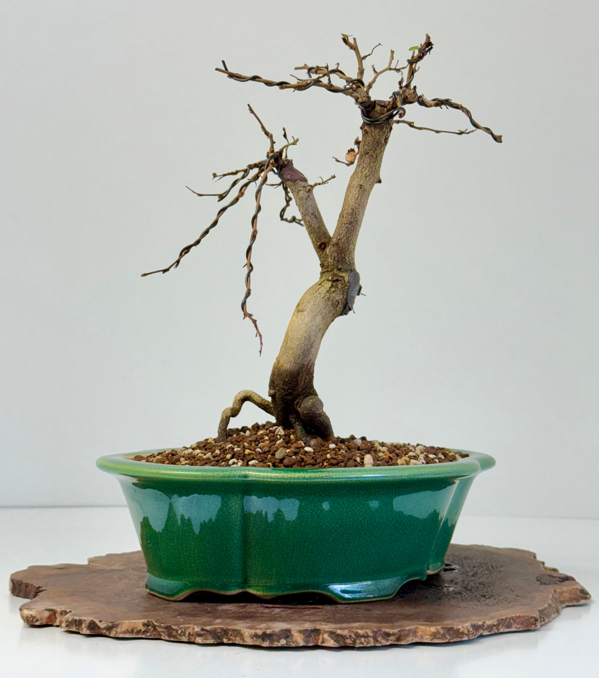 Korean Hornbeam Bonsai Tree - Chinese Yixing Pot - 32 cm