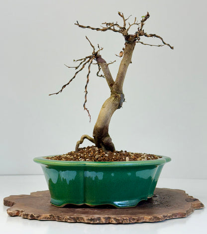 Korean Hornbeam Bonsai Tree - Chinese Yixing Pot - 32 cm