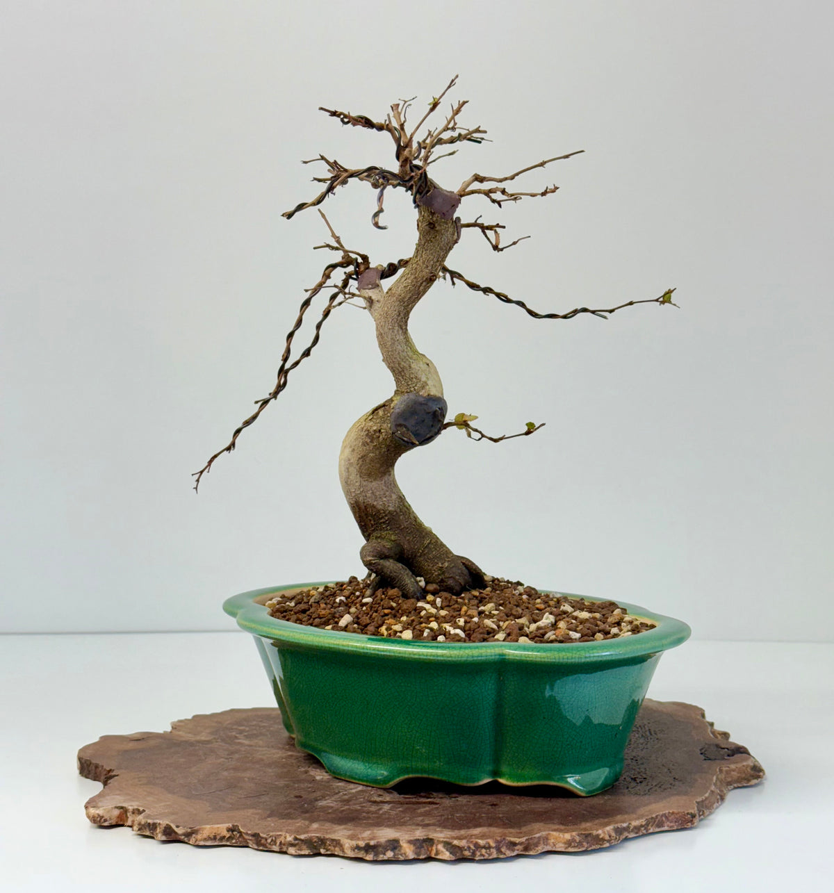 Korean Hornbeam Bonsai Tree - Chinese Yixing Pot - 32 cm