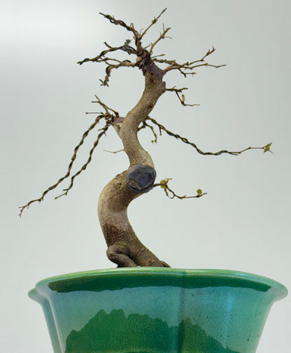 Korean Hornbeam Bonsai Tree - Chinese Yixing Pot - 32 cm