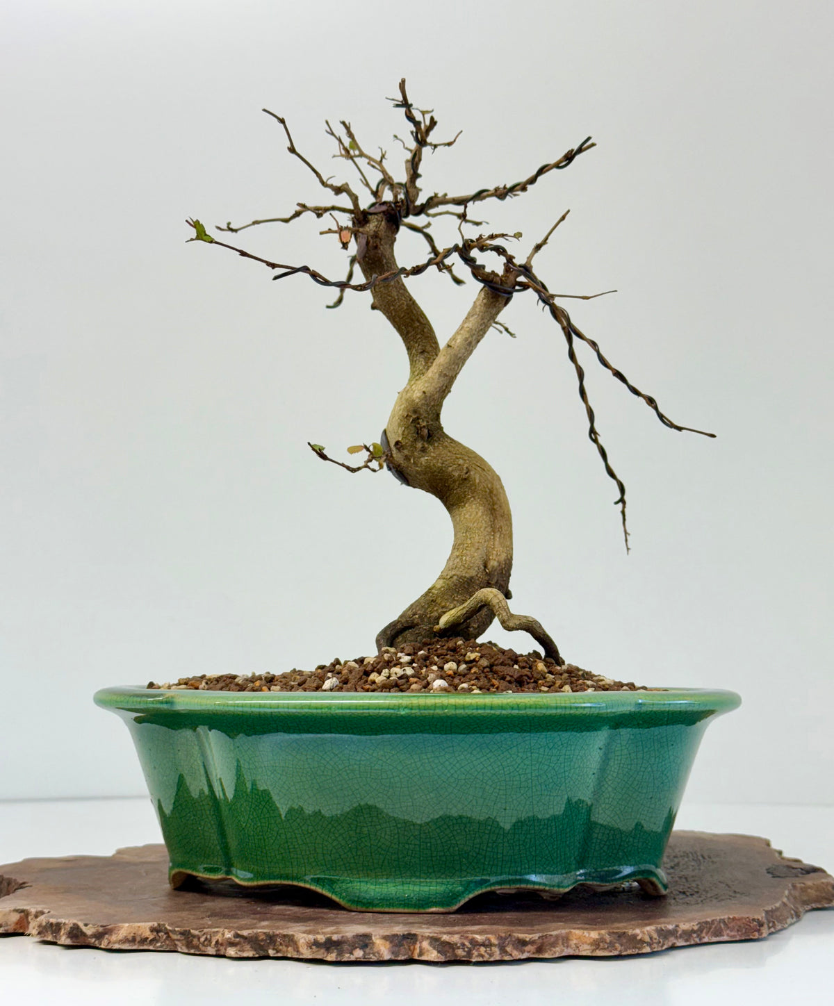 Korean Hornbeam Bonsai Tree - Chinese Yixing Pot - 32 cm