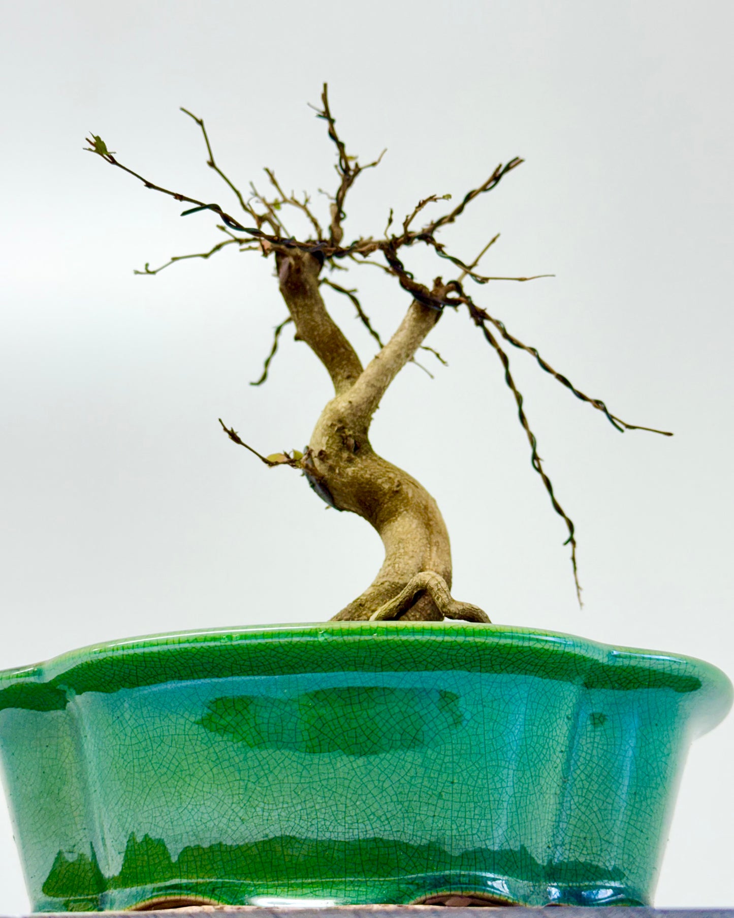 Korean Hornbeam Bonsai Tree - Chinese Yixing Pot - 32 cm