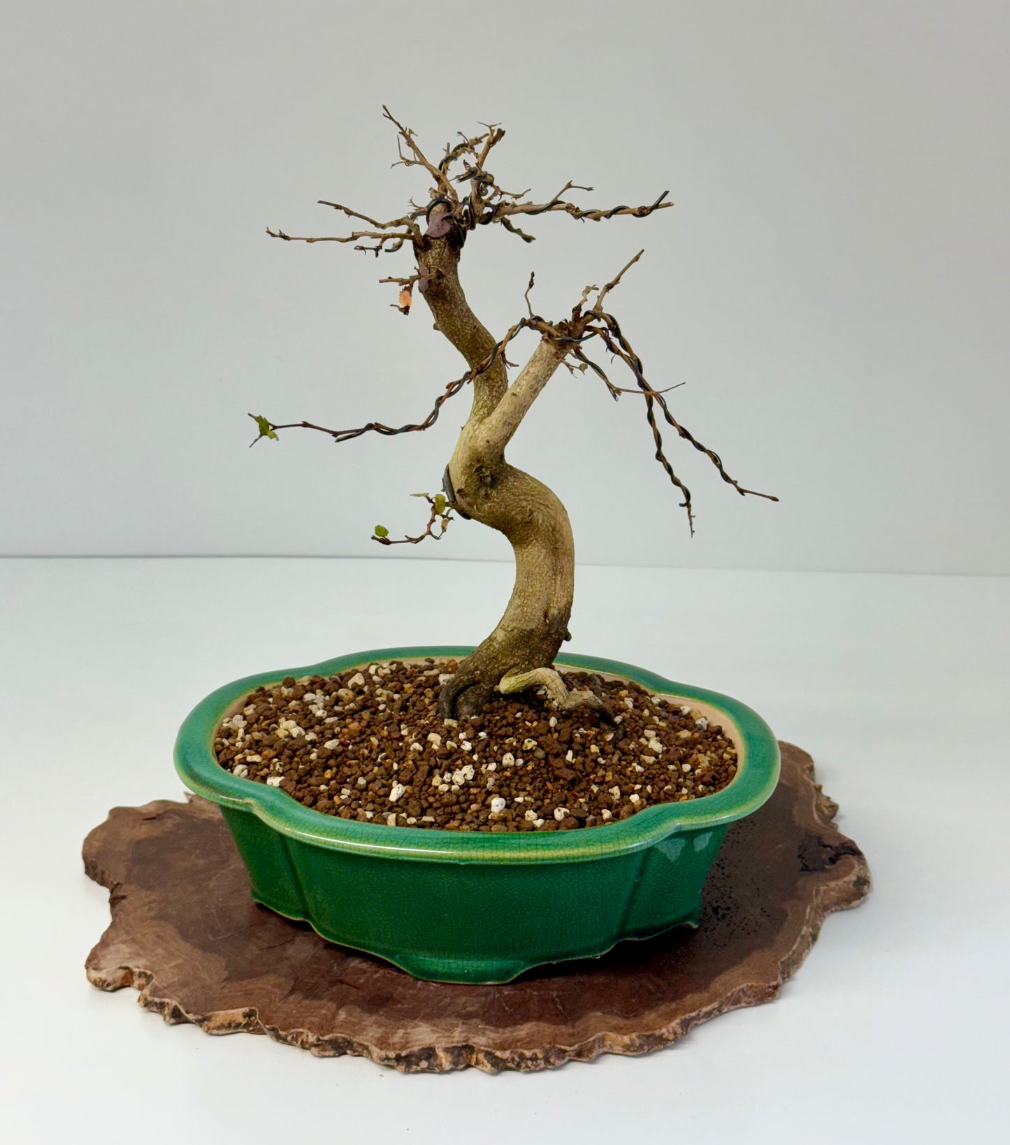 Korean Hornbeam Bonsai Tree - Chinese Yixing Pot - 32 cm