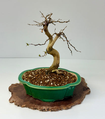 Korean Hornbeam Bonsai Tree - Chinese Yixing Pot - 32 cm