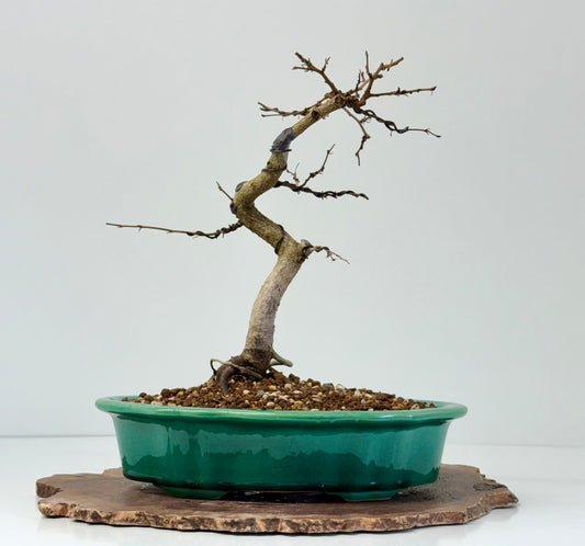 Korean Hornbeam Bonsai Tree - Chinese Yixing Pot - 30 cm