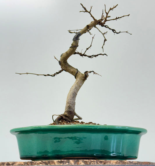 Korean Hornbeam Bonsai Tree - Chinese Yixing Pot - 30 cm