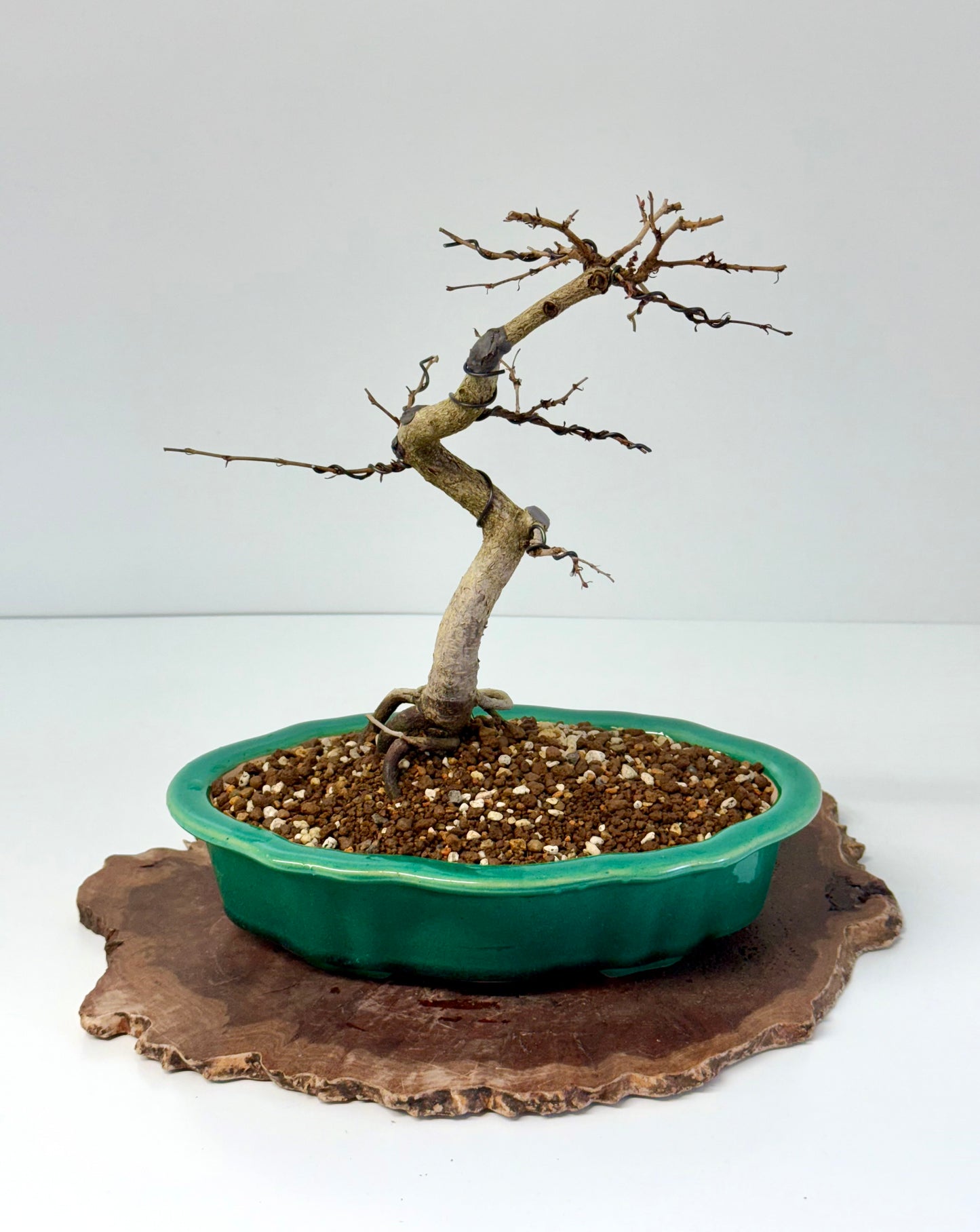 Korean Hornbeam Bonsai Tree - Chinese Yixing Pot - 30 cm